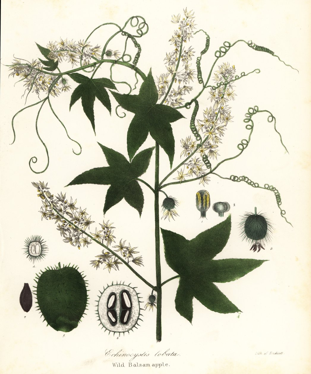 Yabani salatalık, dikenli salatalık, bur salatalık veya yabani Balsam elması, Echinocystis lobata by Endicott Endicott