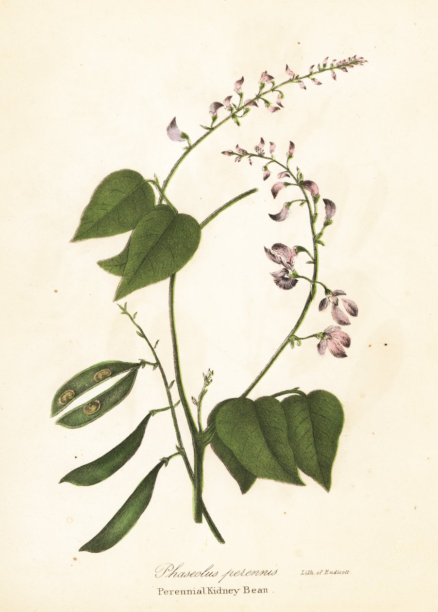 Yabani barbunya, Phaseolus polystachios (Çok yıllık barbunya, Phaseolus perennis) by Endicott Endicott