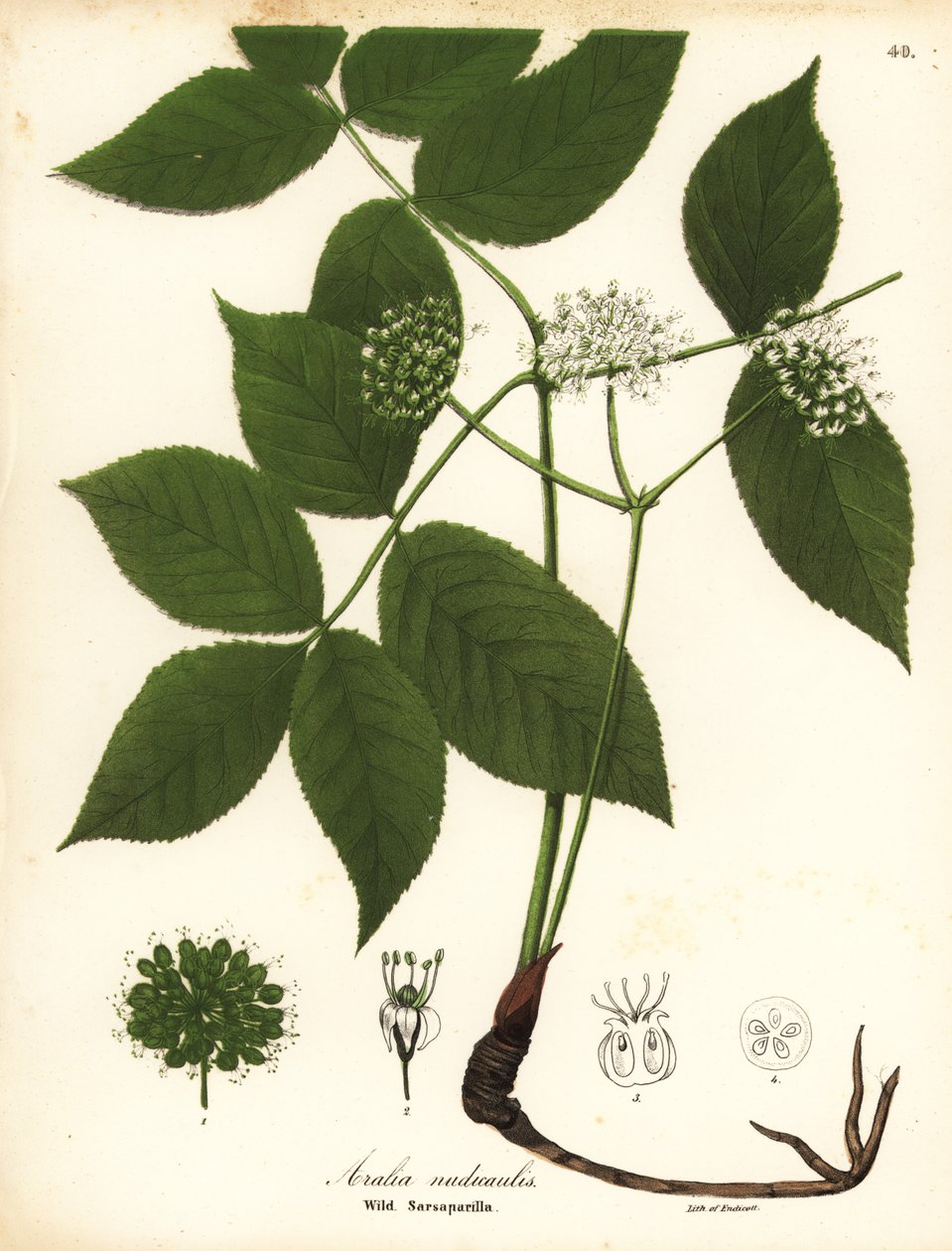 Yabani sarsaparilla, Aralia nudicaulis by Endicott Endicott