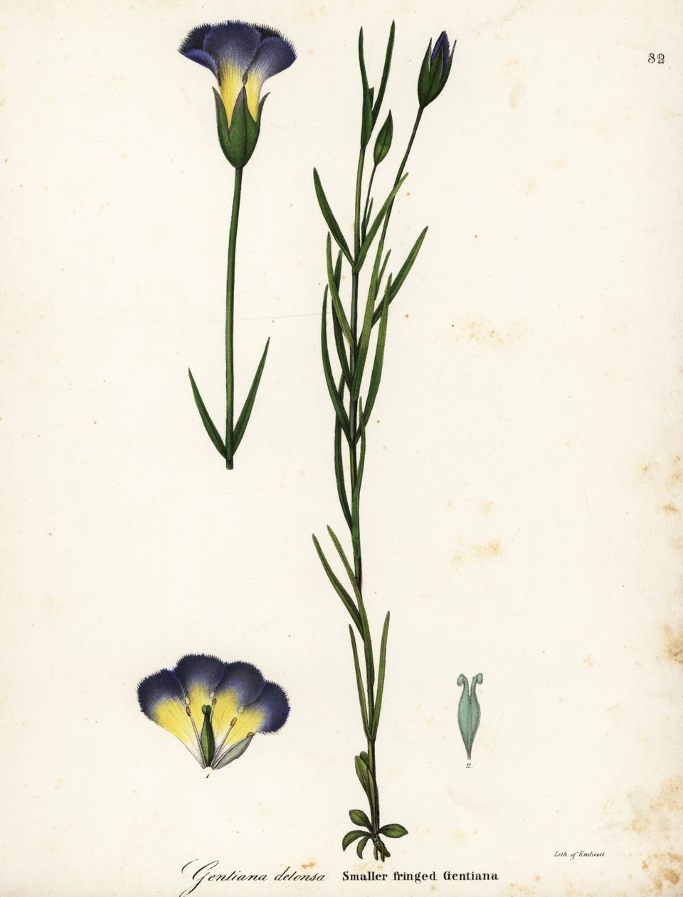 Yel değirmeni saçaklı centiyana, Gentianopsis detonsa (Küçük saçaklı centiyana, Gentiana detonsa) by Endicott Endicott