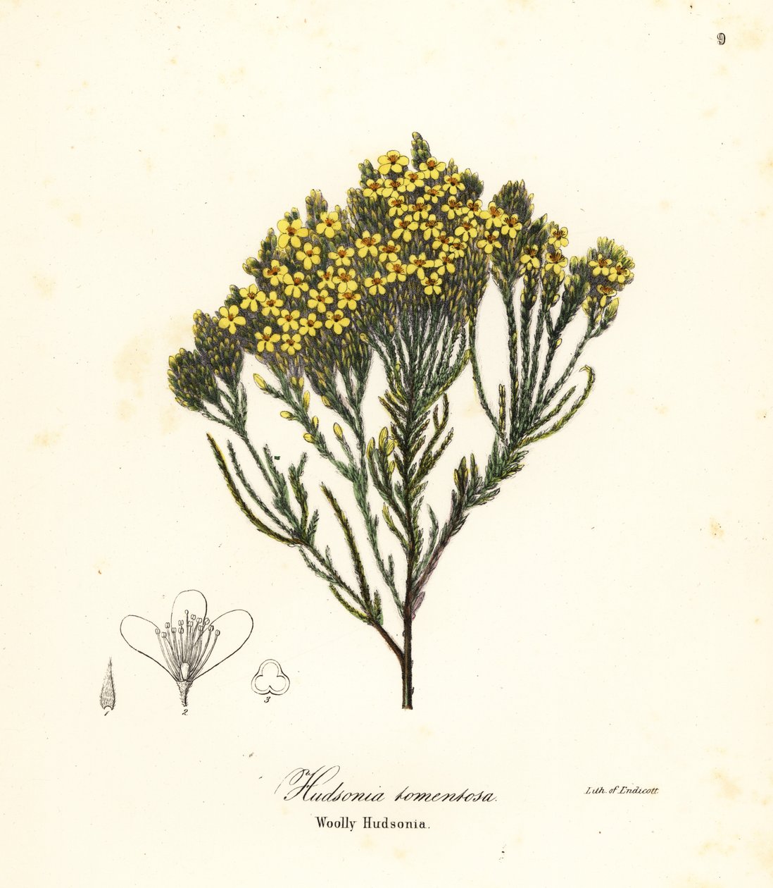 Yünlü beachheather, beach funda, kum funda veya yünlü hudsonia, Hudsonia tomentosa by Endicott Endicott