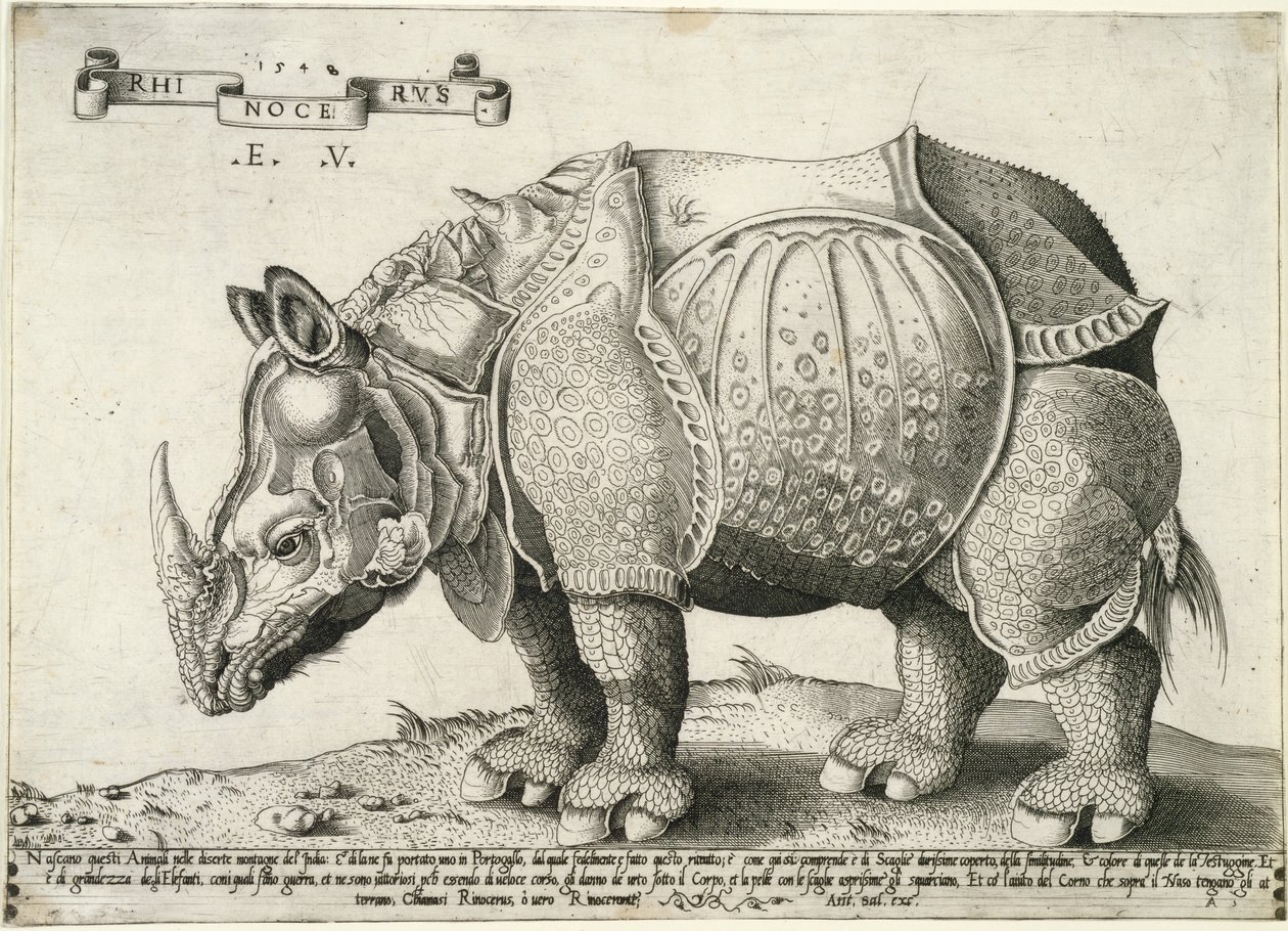 Gergedan, 1548 by Enea Vico
