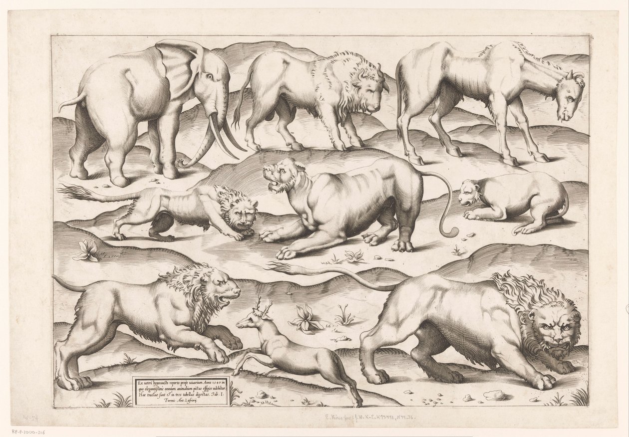 Dokuz vahşi hayvan Hayvanlardan antika duvar resimlerine (seri başlığı) Speculum Romanae Magnificentiae (dizi başlığı) by Enea Vico (attributed to)