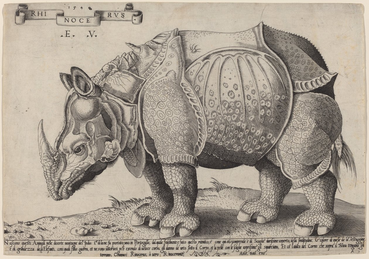 Gergedan by Enea Vico after Albrecht Dürer