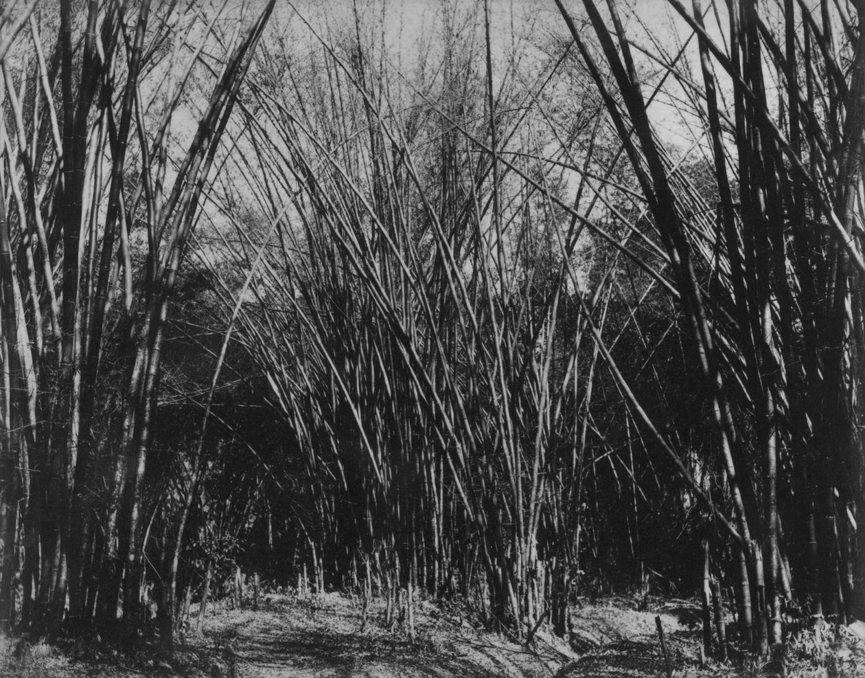 Bambu Küme, Trinidad, 1891 dolayları by English Photographer