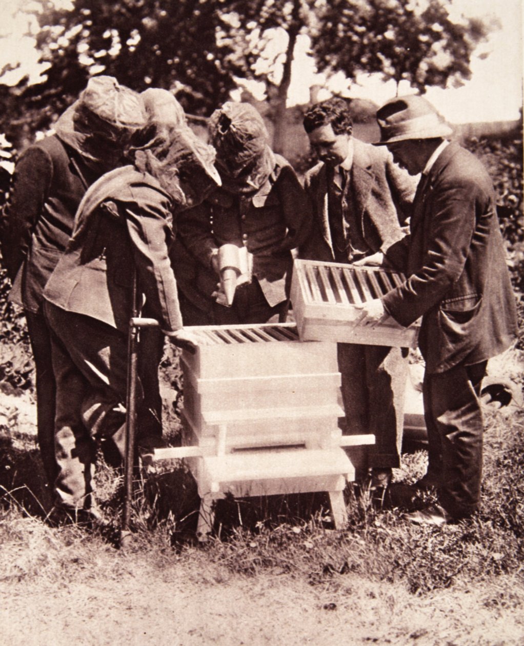 Lord Eglintons planına göre arıcılık eğitimi: kovanlarda maskeli bir sınıf, The Illustrated War News, 5 Temmuz 1916 (sepya fotoğrafı) by English Photographer