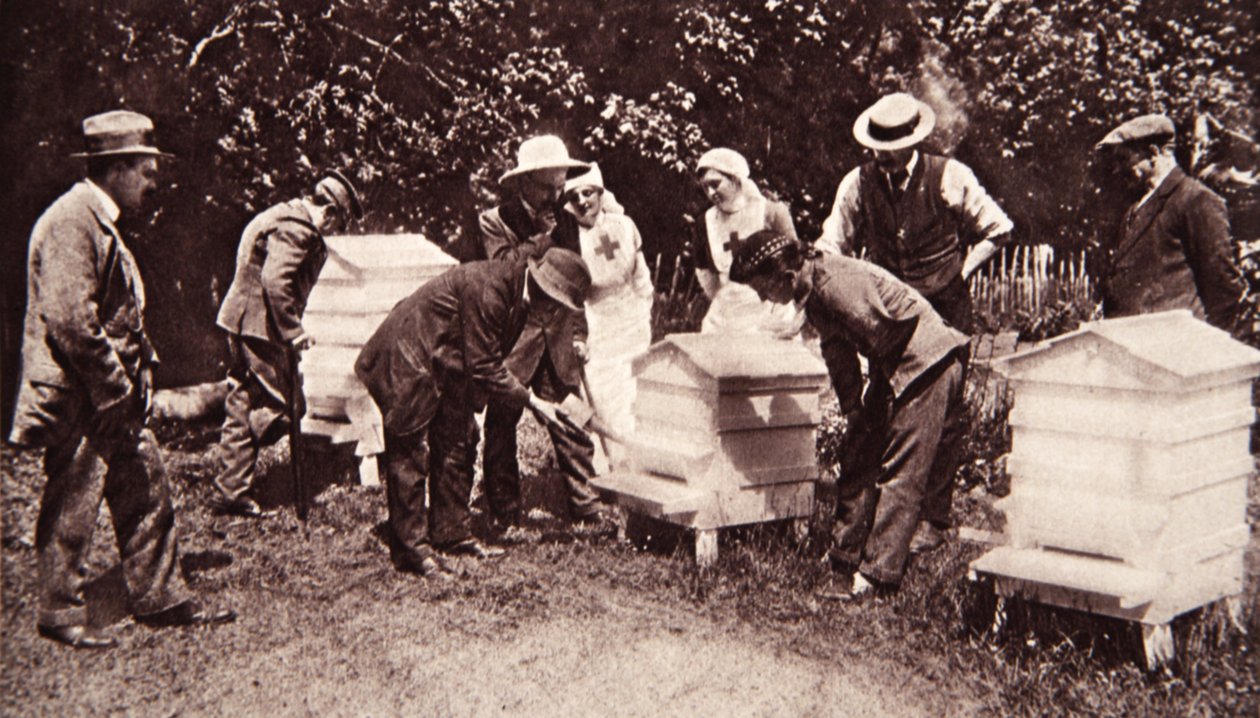 Lord Eglintons planı kapsamında arıcılık eğitimi: fümigasyon, The Illustrated War News, 5 Temmuz 1916 (sepya fotoğrafı) by English Photographer