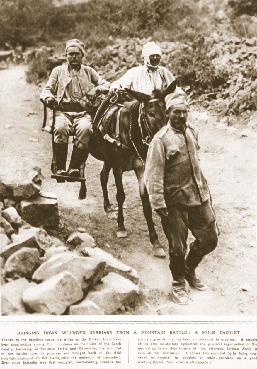 Yaralı Sırpları bir dağ savaşından indirmek: bir katır kakot, The Illustrated War News, Eylül 1916