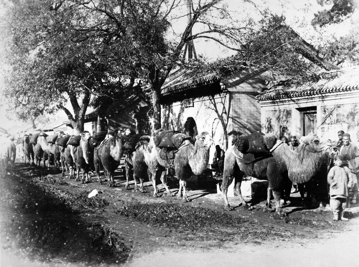 Pekin