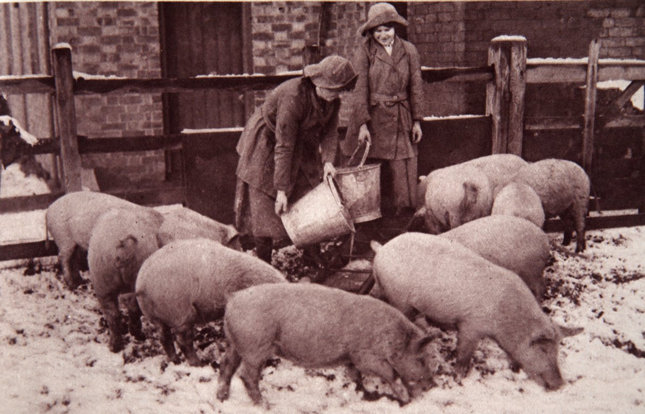 Domuzları beslemek, The Illustrated War News, Ocak 1917