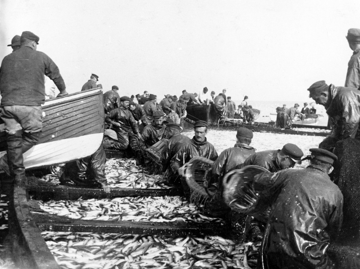 Yakaladıkları Balıkçı, 1890 dolayları by English Photographer