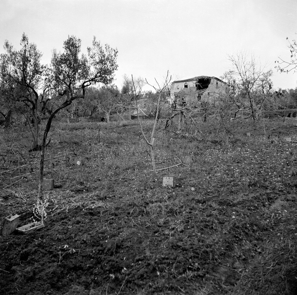 Minefield, Licolle Ridge