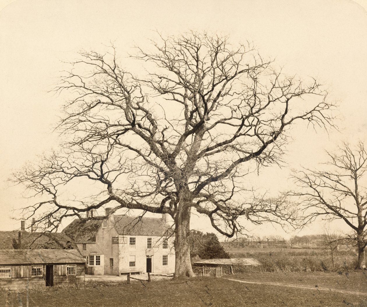 Meşe (Kışın) Friars Oak, Clayton, Sussex, 1860, (ıslak kolodion negatifinden albüm baskısı) by English Photographer