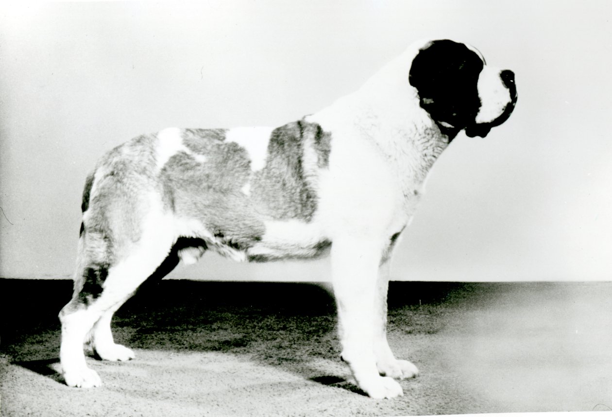 Aziz Bernard Köpek by English Photographer