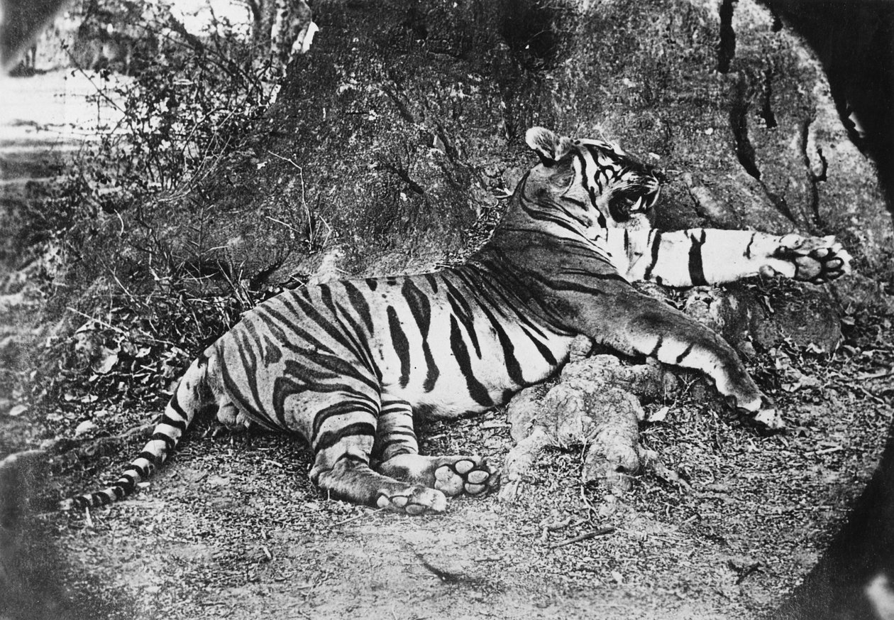 Kaplan, c.1870 by English Photographer