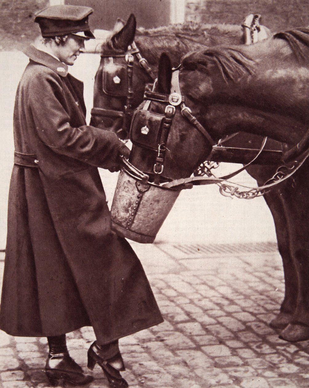 At bilgisi olan kadınlar için çalışma, The Illustrated War News