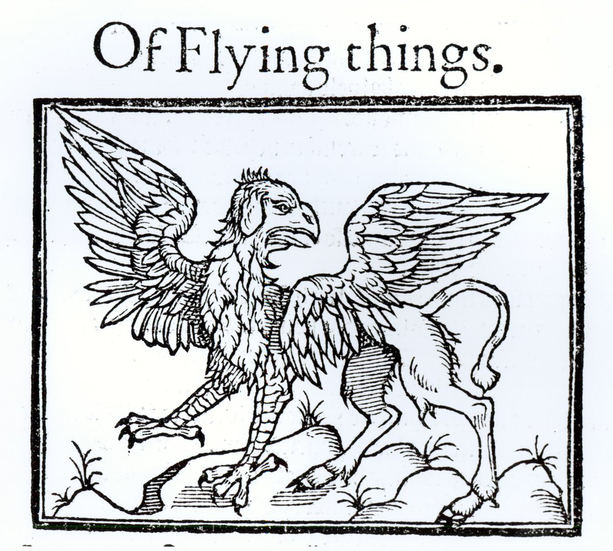 A Griffin   by English School