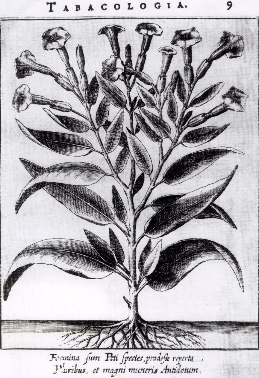 A Tobacco Plant, 1622   by English School