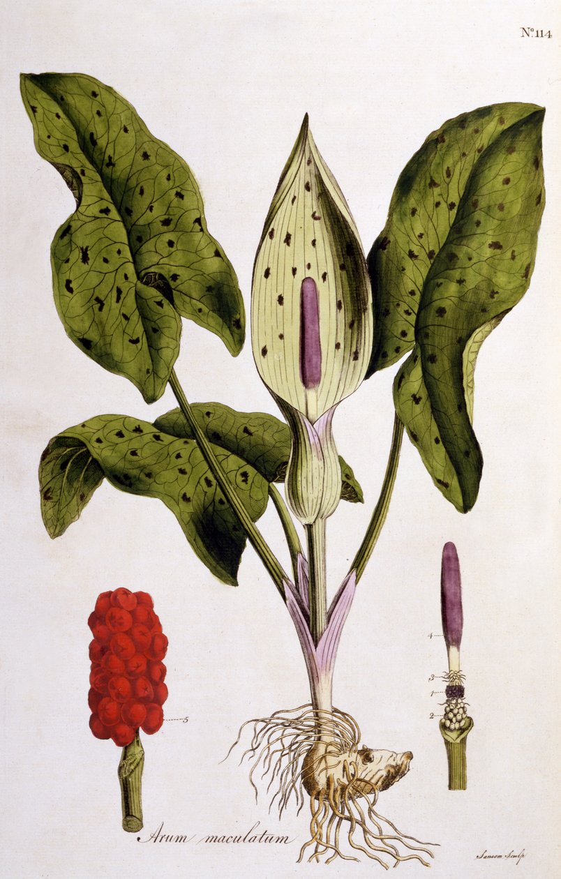 Arum Maculatum, William Curtis tarafından Flora Londiniensis