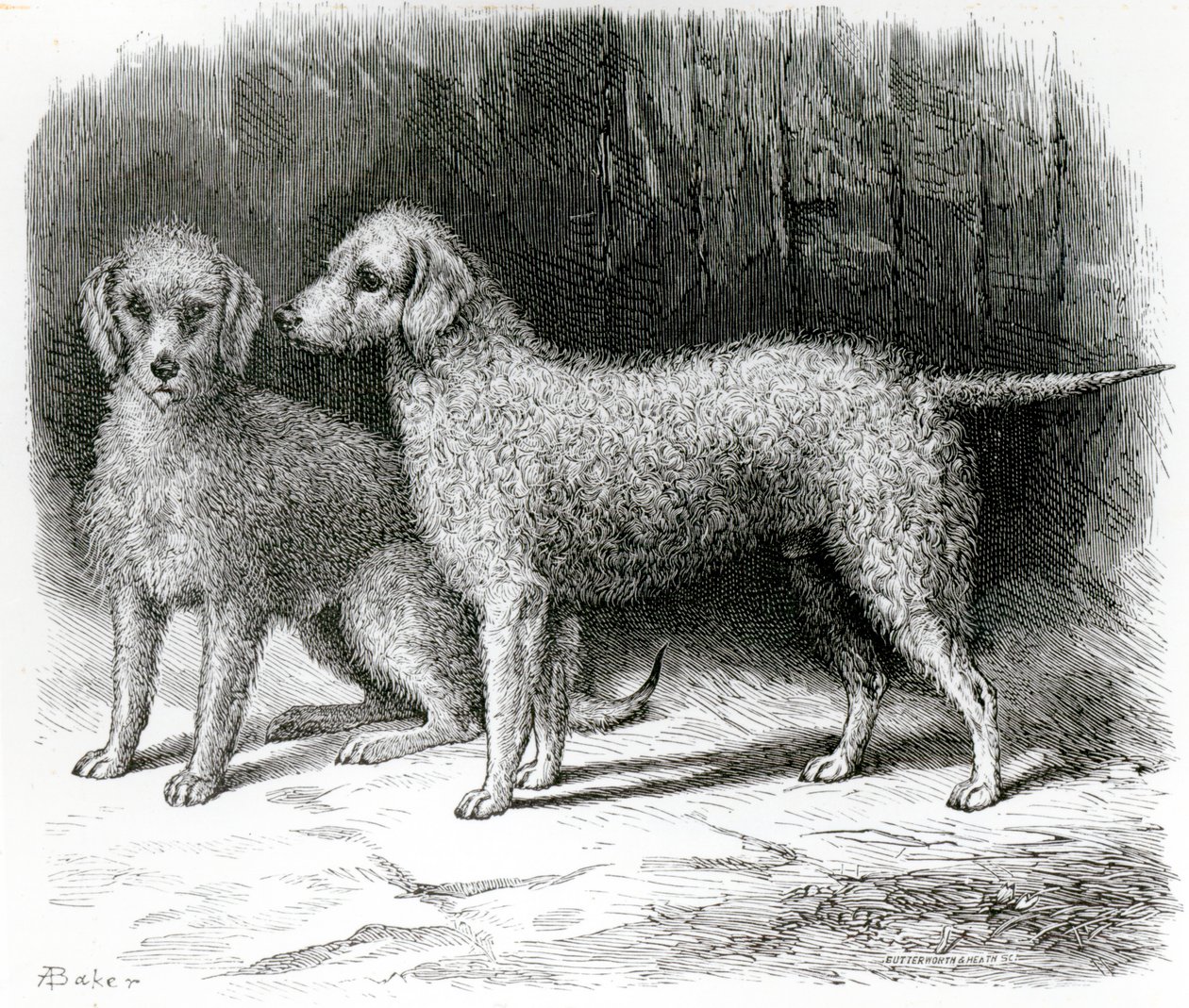 Bedlington Teriyerleri - Bay F. Armstrong