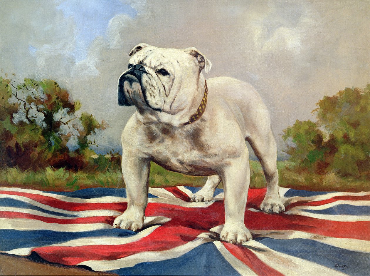 İngiliz Bulldog by English School
