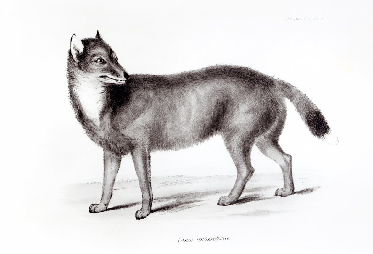 Canis Antarktika by English School