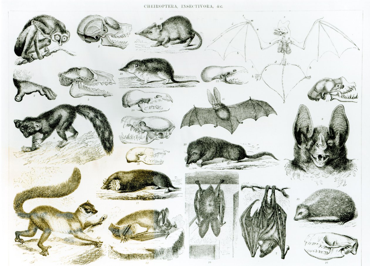 Cheiroptera, Böcek öldürücü by English School