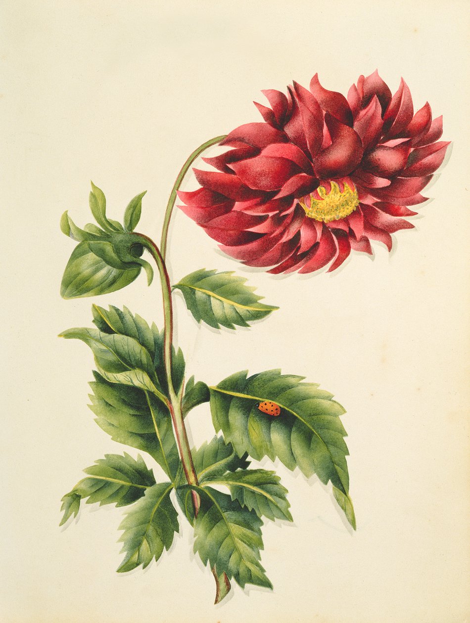 Çiçeklerden Krizantem, İngiliz Botanik El Yazması, c.1840 (wc) by English School