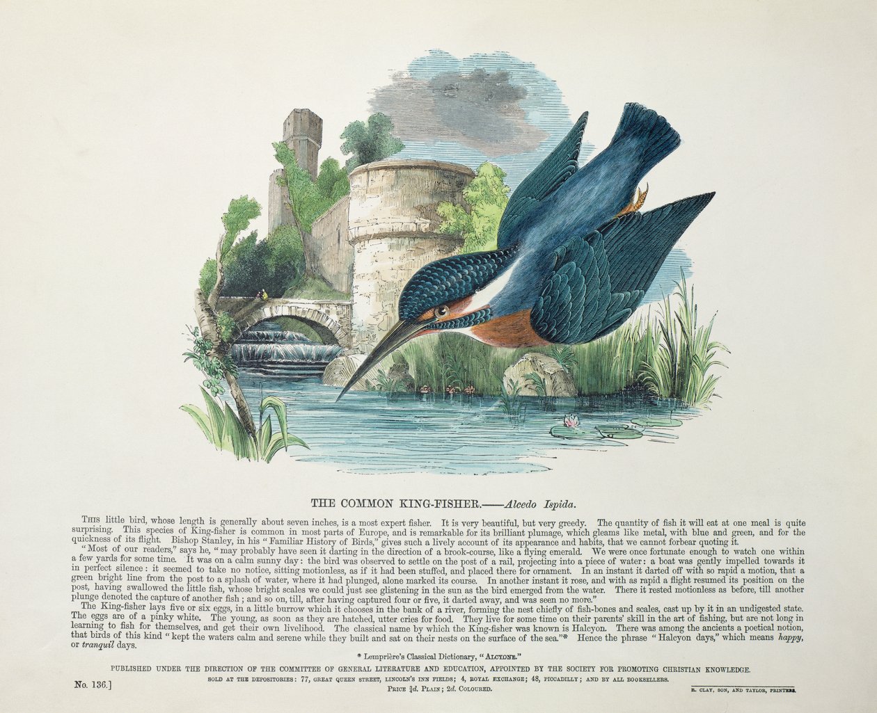 Adi Yalıçapkını (Alcedo Ispida) by English School