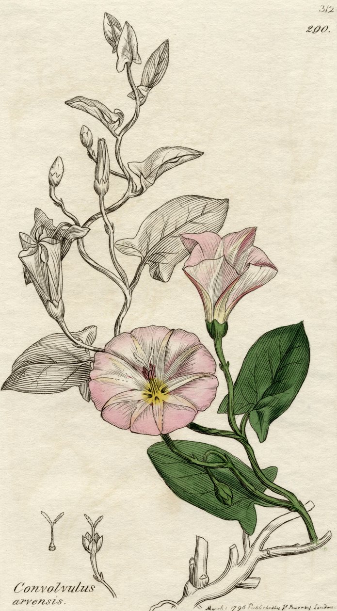 Convolvulus Arvensis, Londra 1796