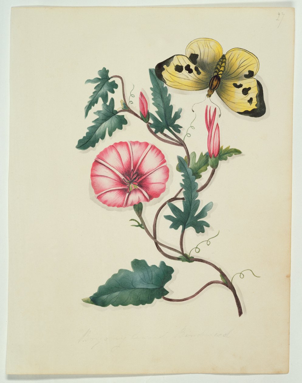 Sarı Kelebekli Convolvulus, `Flowers, an English Botanical Manuscript, c.1840 (wc) by English School