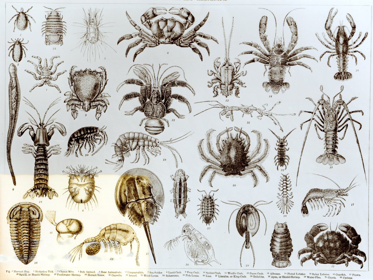 Kabuklular ve Arachnida by English School