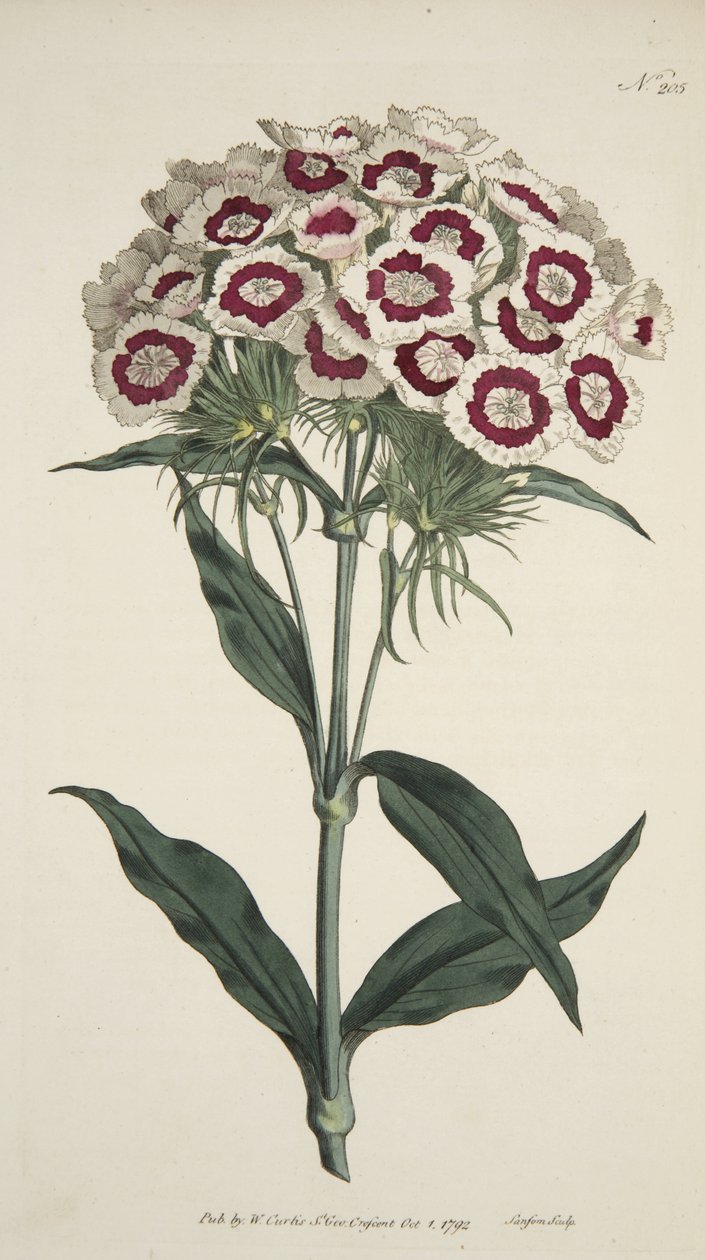 Dianthus Barbatus (Sakallı Pembe), The Botanical Magazine veya Flower Garden Displayed, pub. 1792 (el renkli gravür) by English School