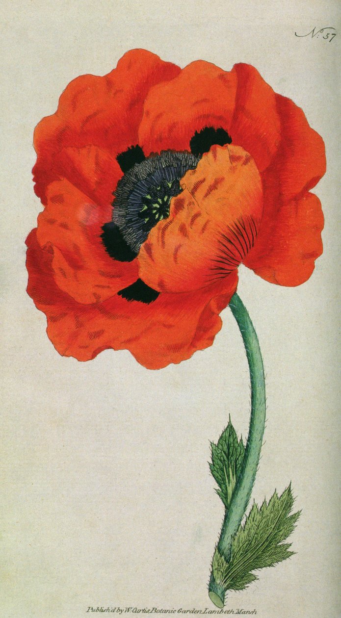 Eastern Poppy (Papaver orientale), William Curtis The Botanical Magazine