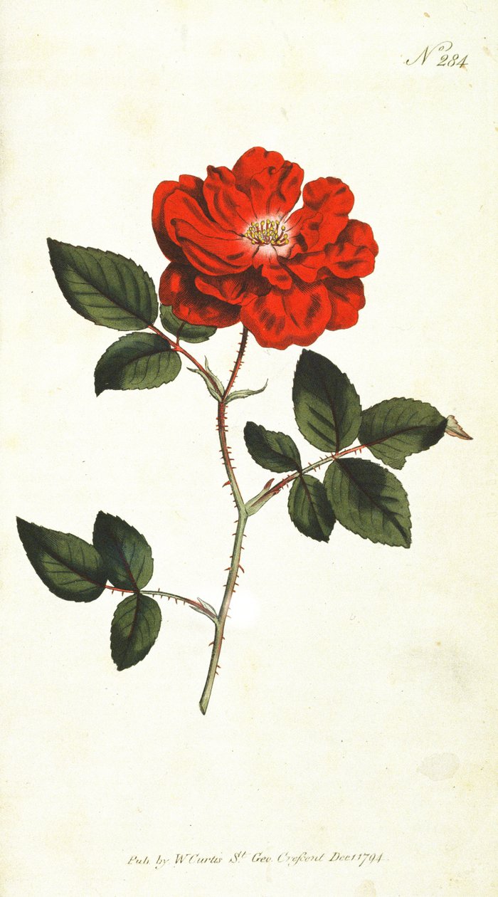 Daima çiçek açan Gül (Rosa Semperflorens), William Curtis The Botanical Magazine