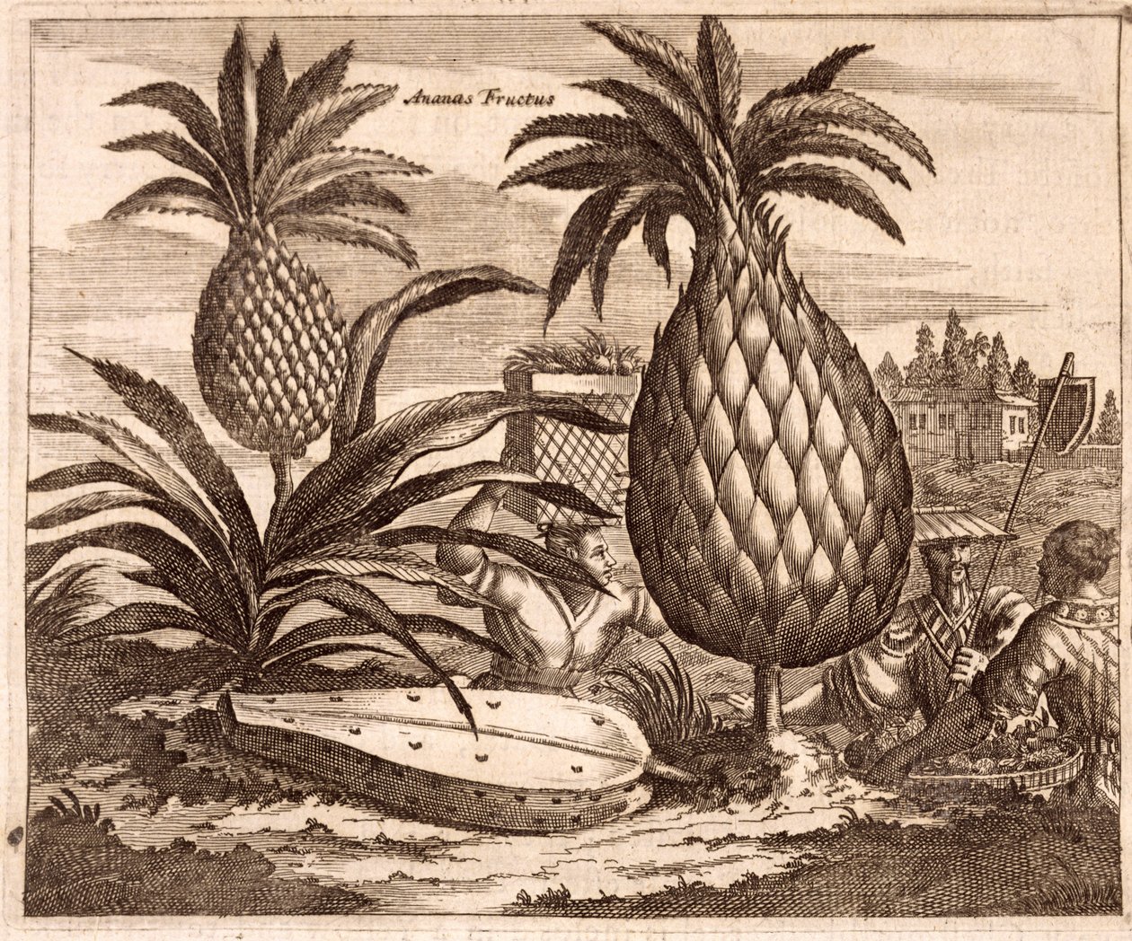 Büyük Ananas Çiftçiliği, Çin Büyükelçiliği açıklamasından bir örnek, 1690 by English School