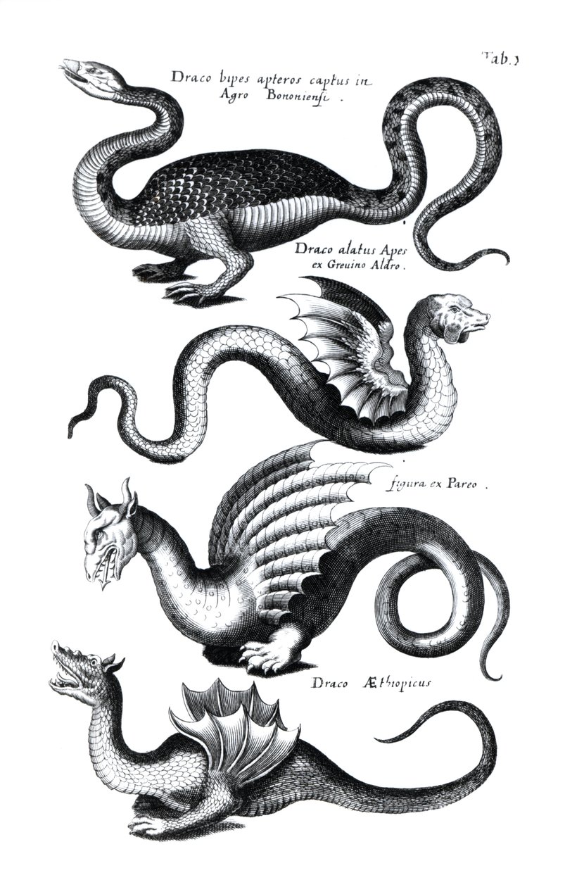 Four types of dragon   by English School