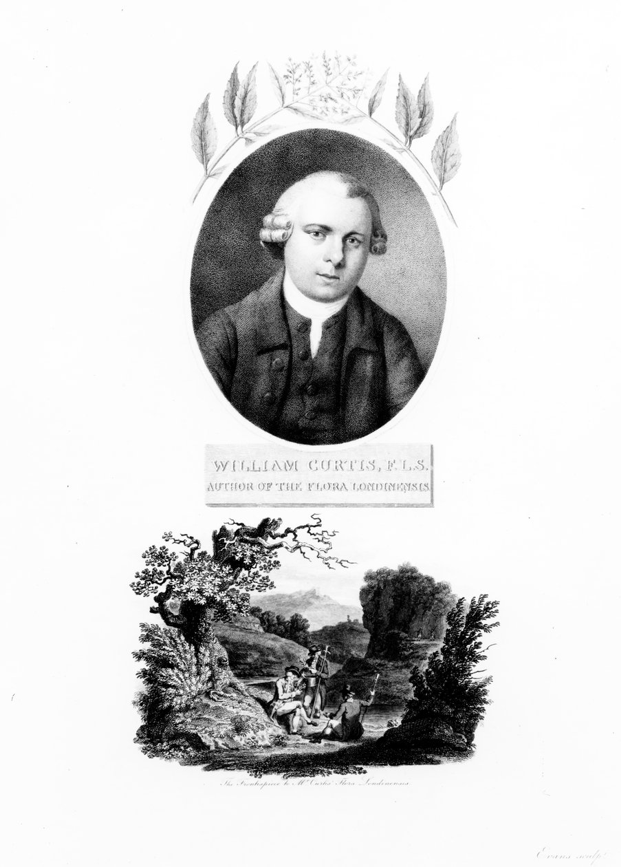Yazar William Curtis