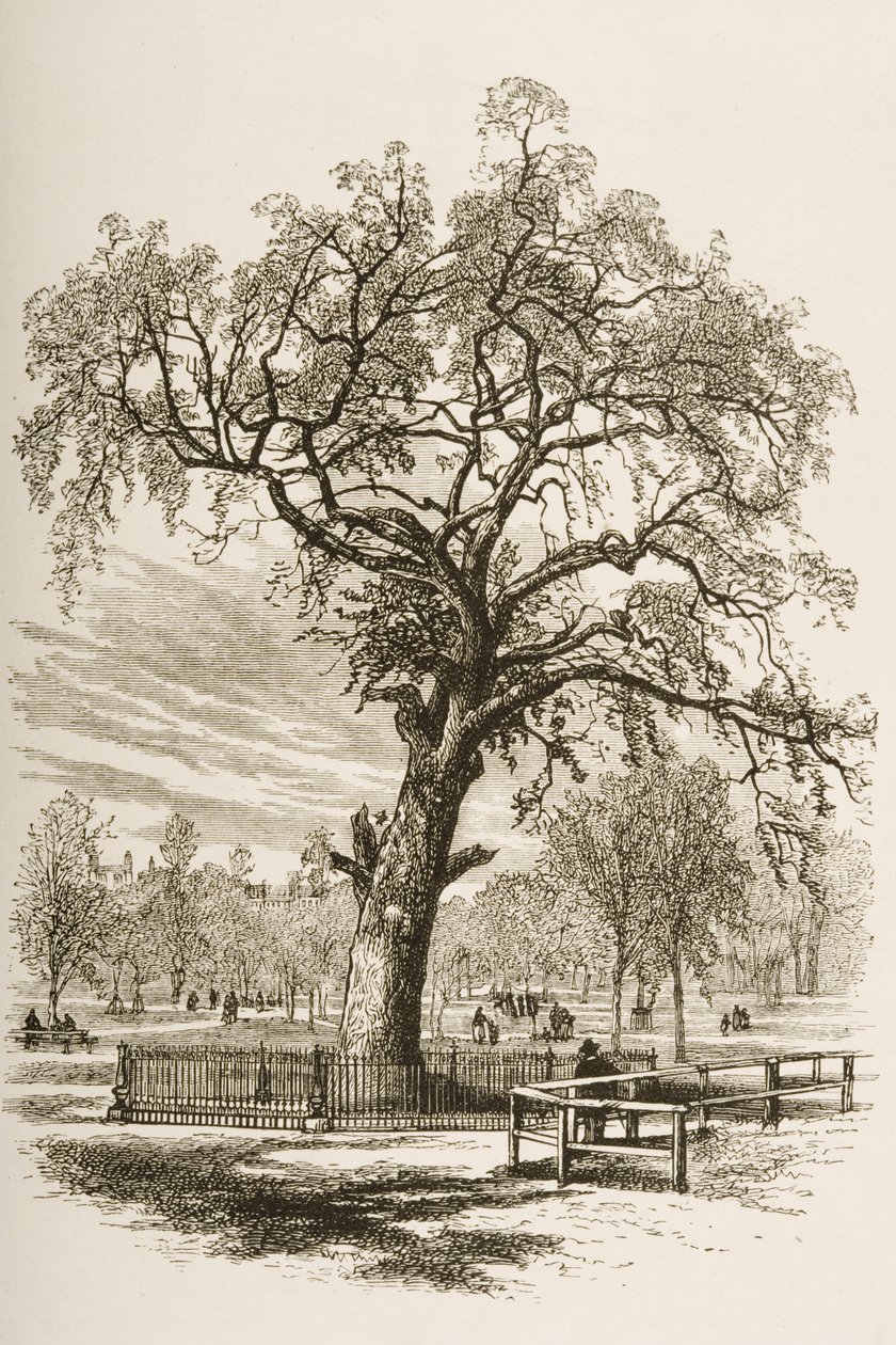 Liberty Tree, Boston Common, in c.1870, from 