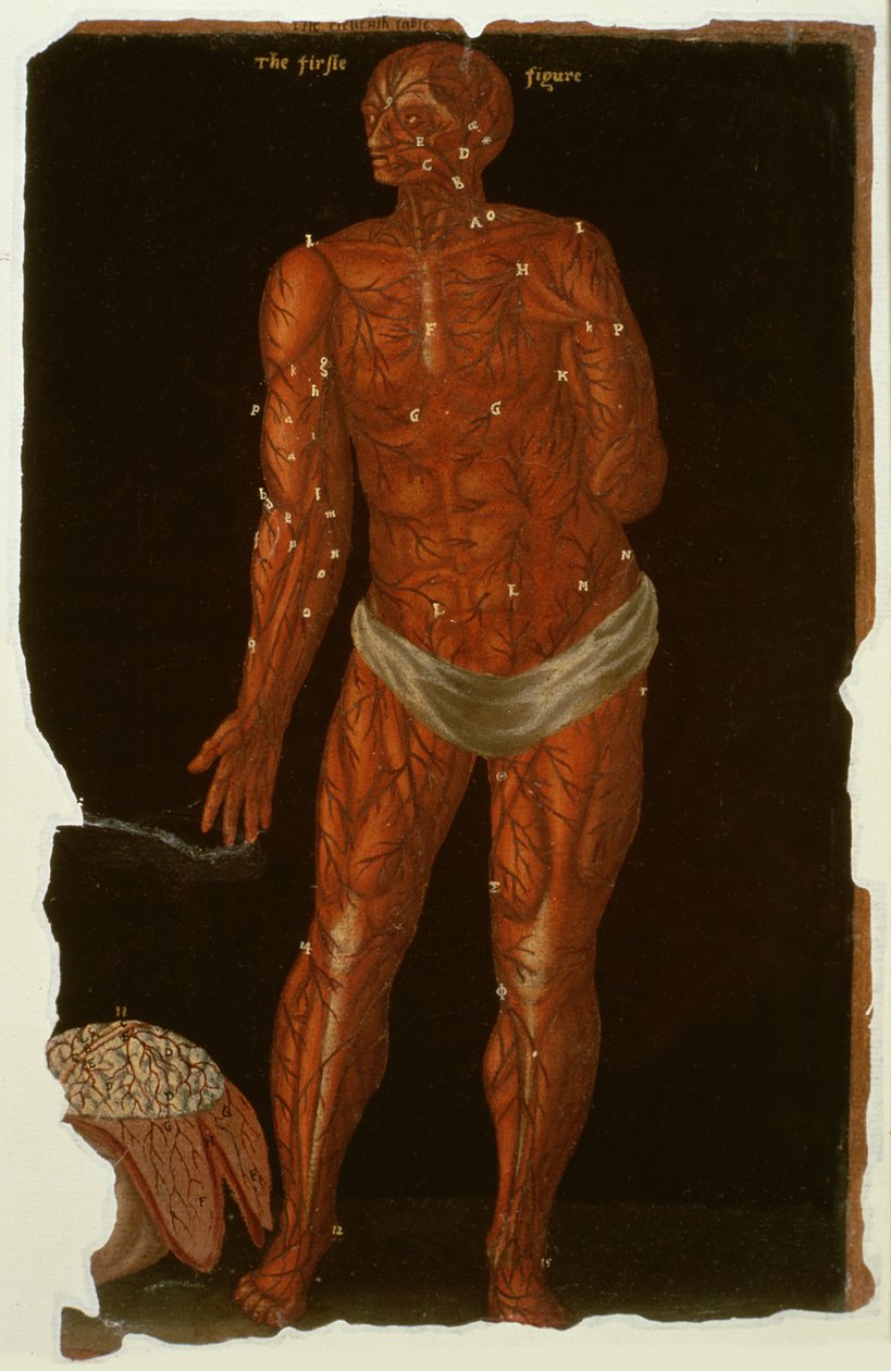 Ms Hunter 364 Tablo XI Anatomik Tablolardan Diseksiyon, John Banister (1540-1610) (kahverengi kağıt üzerine yağlı boya) by English School