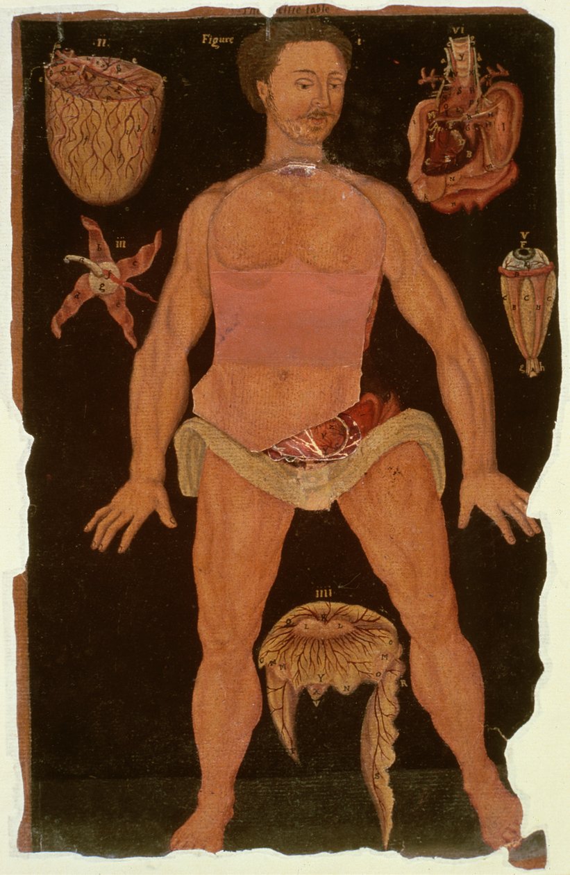 Ms Hunter 364 Tablo XII Anatomik Tablolardan Diseksiyon (kapalı durum), John Banister (1540-1610) (kahverengi kağıt üzerine yağ) by English School