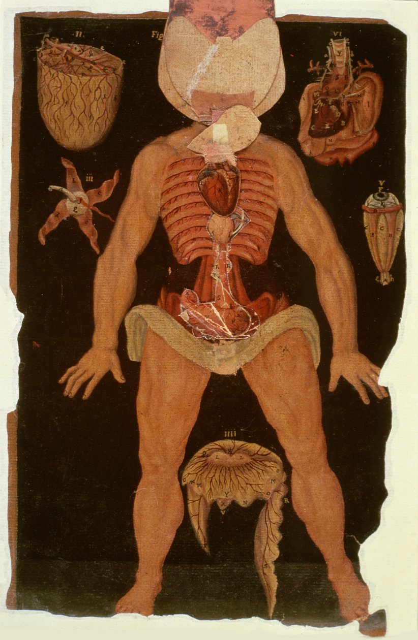 Ms Hunter 364 Tablo XII Anatomik Tablolardan Diseksiyon (açık durum), John Banister (1540-1610) (kahverengi kağıt üzerine yağ) by English School