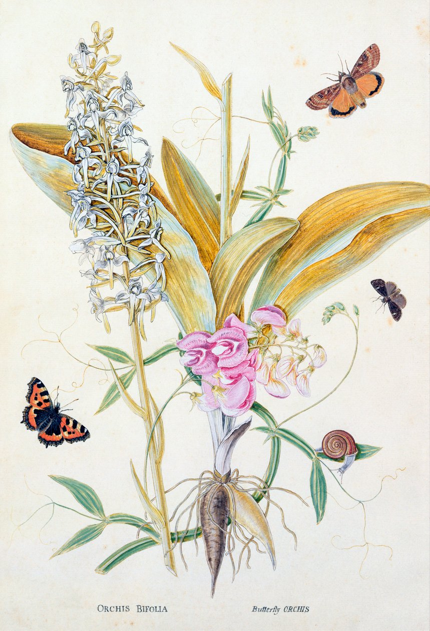 Orkide: Bifolia (Kelebek Orkide), baskı, 1860 dolayları by English School