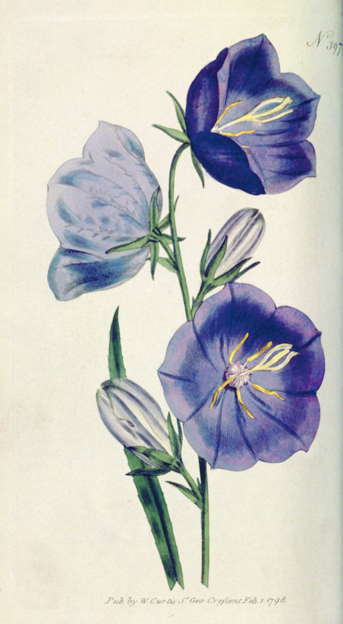Şeftali renginde Bellflower veya Campanula (Campanula persicifolia var. maxima), William Curtis The Botanical Magazine
