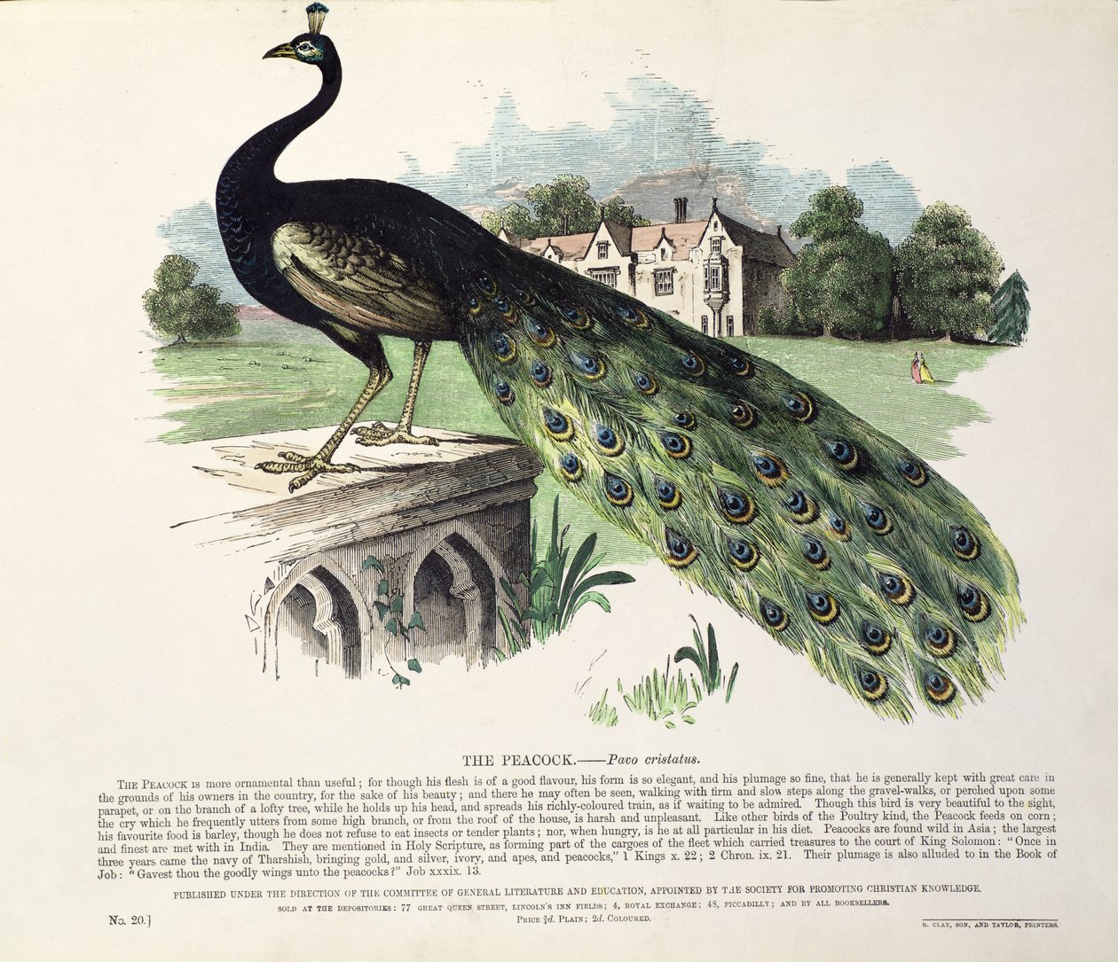 Tavus Kuşu (Pavo Cristatus) by English School