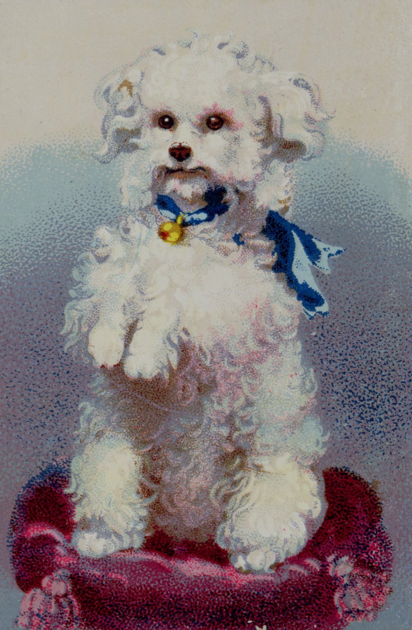 Poodle with blue ribbon  by English School