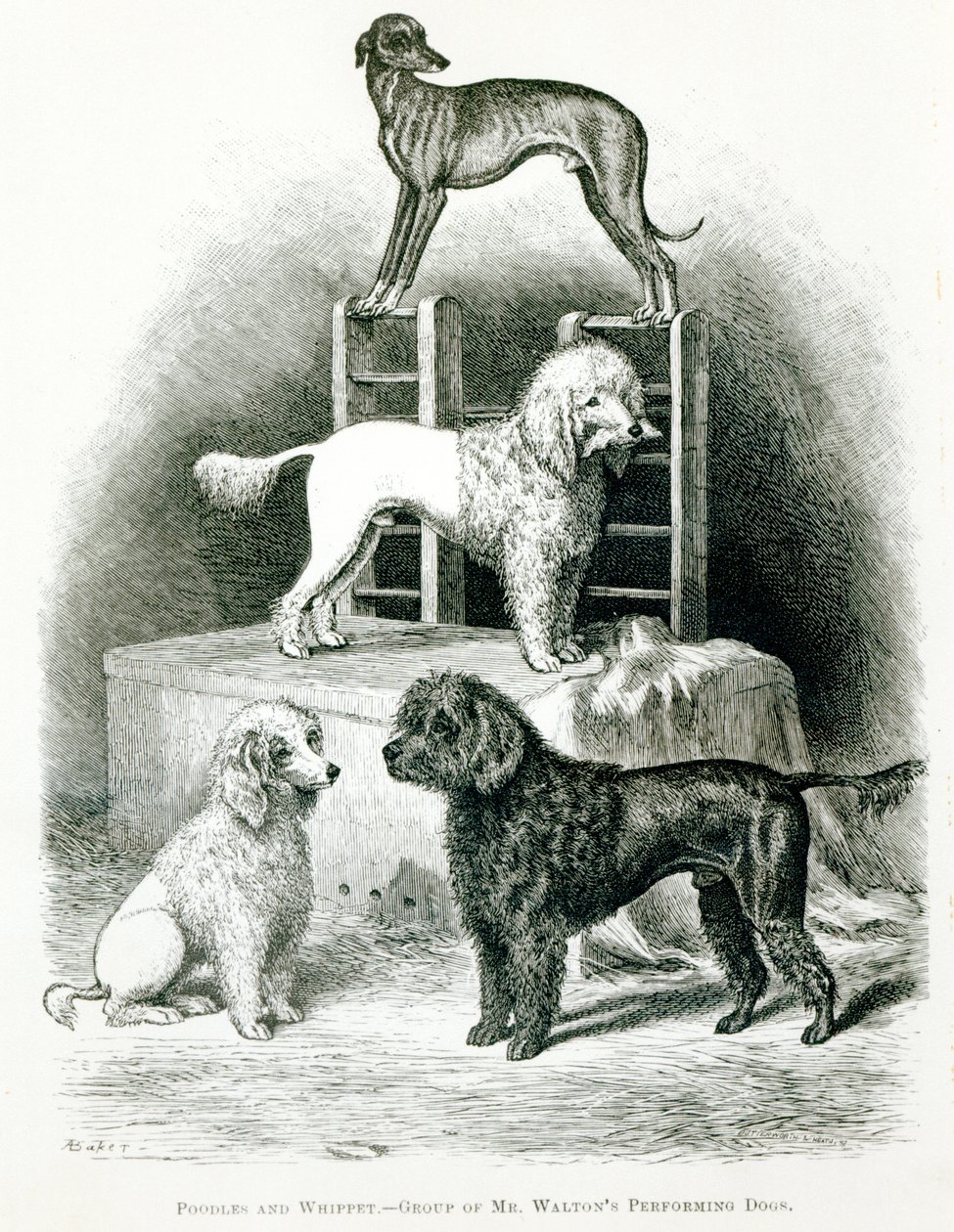Poodles ve Whippet - Bay Walton
