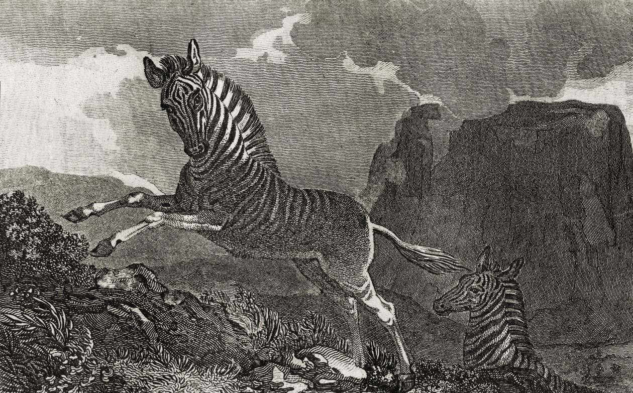 quagga by English School