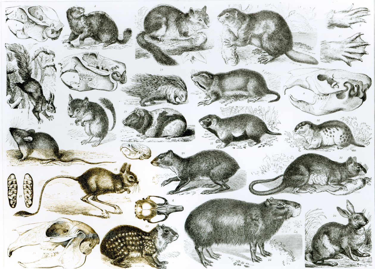 Rodentia-Kemirgenler veya Kemiren Hayvanlar by English School
