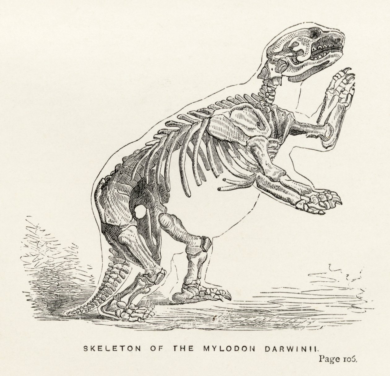 Charles Darwin